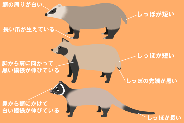 アナグマとほかの動物の見分け方　身体